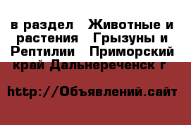  в раздел : Животные и растения » Грызуны и Рептилии . Приморский край,Дальнереченск г.